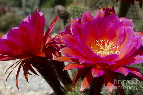 Red Poster featuring the photograph Dark pink cactus flowers by Jim And Emily Bush