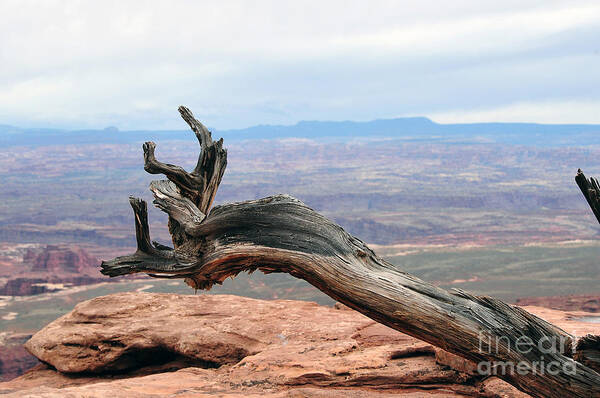 Dead Tree Poster featuring the photograph Dead tree at canyonland park by Dan Friend