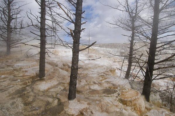 Mp Poster featuring the photograph Dead Trees In Mammoth Hot Springs by Pete Oxford