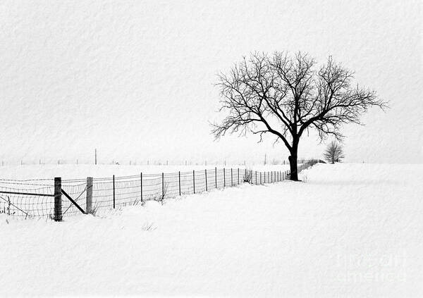 Black And White Photography Poster featuring the photograph December by Sue Stefanowicz