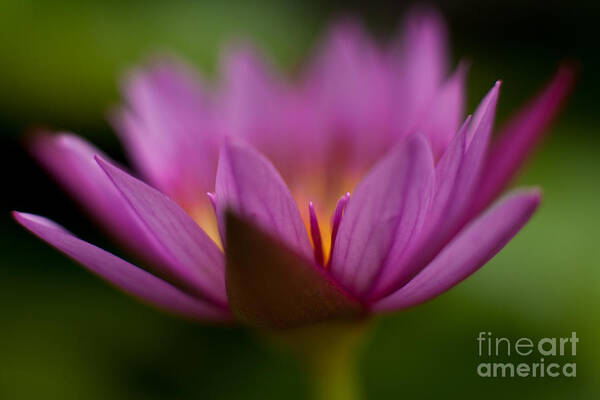 Water Lily Poster featuring the photograph Delicate Glory by Mike Reid