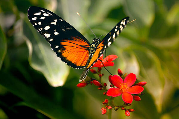 Butterfly Poster featuring the photograph Delicate Monarch by Julie Palencia