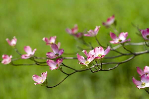 Cornus Florida Poster featuring the photograph Delicate Pink Dogwood Blossoms by Kathy Clark
