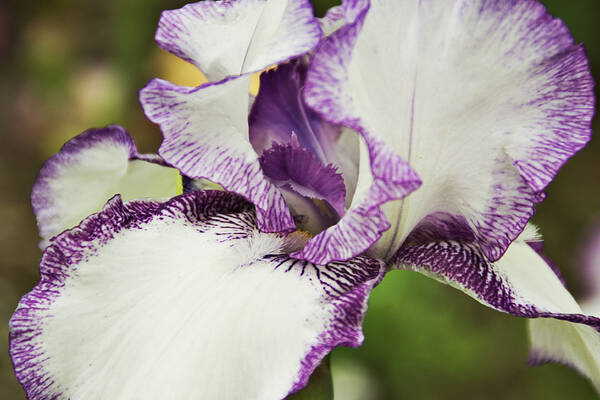 Iris Poster featuring the photograph Delicate Ruffles 2 by Angelina Tamez