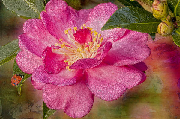 Camellia Poster featuring the photograph Dew-Drenched Camellia with Ladybird by Bonnie Barry