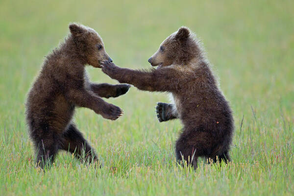 Alaska Poster featuring the photograph Disco Cubs by D Robert Franz