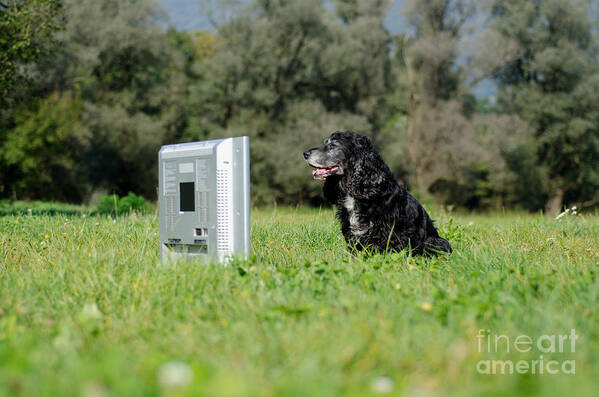 Dog Poster featuring the photograph Dog watching TV by Mats Silvan