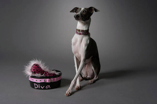 Horizontal Poster featuring the photograph Dog With Diva Bowl by Chris Amaral