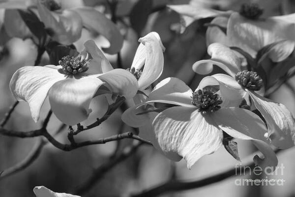 Dogwood Poster featuring the photograph Dogwood Flowers by Tannis Baldwin