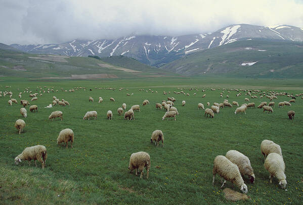 Mp Poster featuring the photograph Domestic Sheep Ovis Aries Flock Grazing by Konrad Wothe