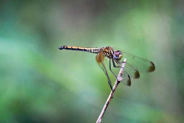 Solitary Poster featuring the photograph Dragonfly by SAURAVphoto Online Store