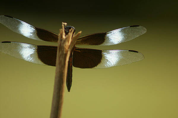 Animal Poster featuring the photograph Dragonfly wings by Emanuel Tanjala
