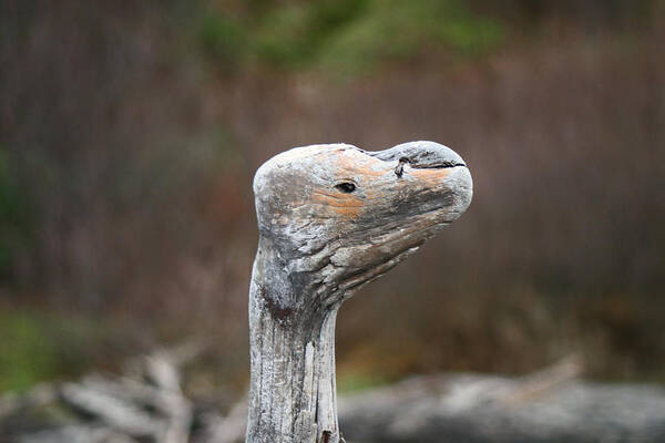 Driftwood Poster featuring the photograph Driftwood Bird by Kym Backland
