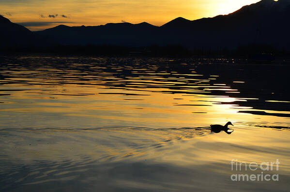 Duck Poster featuring the photograph Duck swimming by Mats Silvan