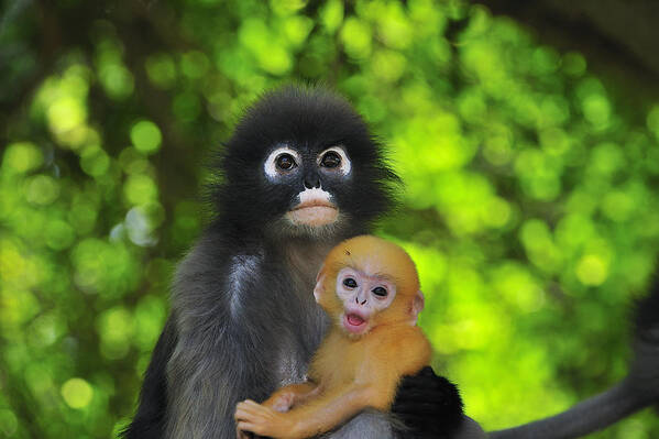 00450278 Poster featuring the photograph Dusky Leaf Monkey And Baby by Thomas Marent