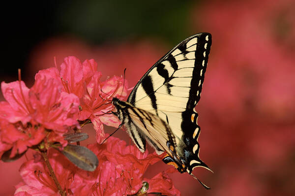 Butterfly Poster featuring the photograph Eastern Yellow Tiger Swallowtail And Azaleas by Lara Ellis