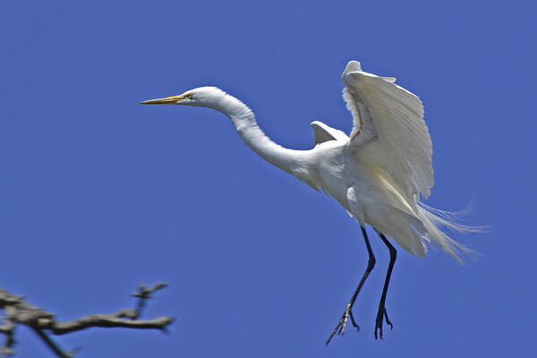 Birds Poster featuring the photograph Egret landing by Bill Hosford