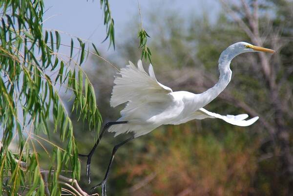 Egret Poster featuring the photograph Egret's Flight by Tam Ryan