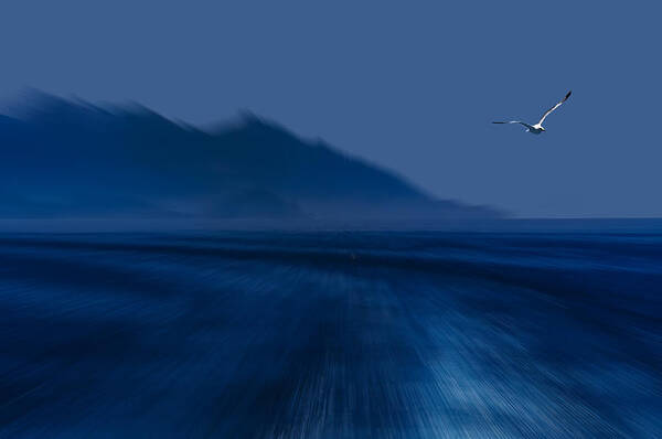 Isola D'elba Poster featuring the photograph ELBA ISLAND - Flying away - ph Enrico Pelos by Enrico Pelos