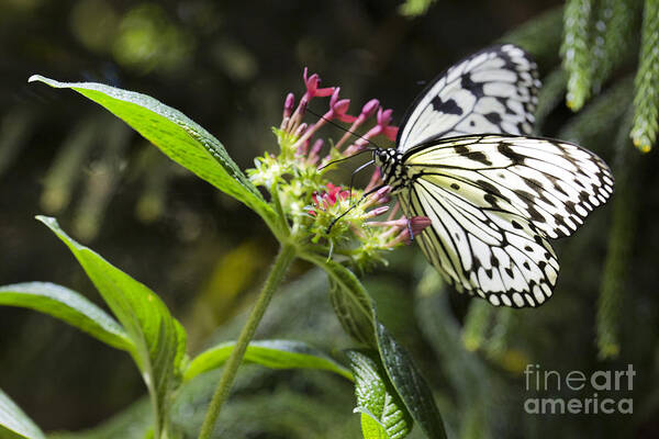 Butterfly Poster featuring the photograph Elegance by Leslie Leda