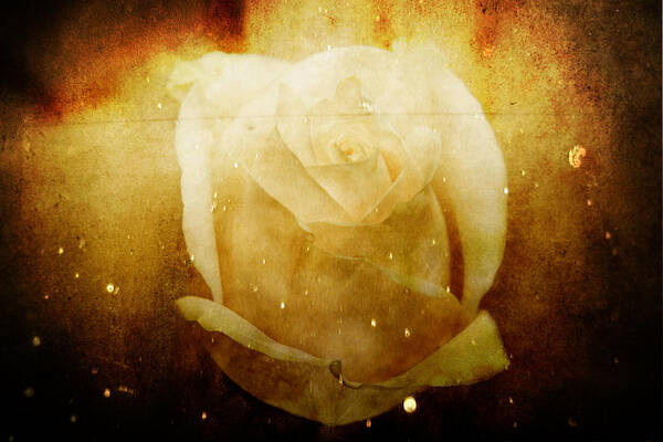 Rose Poster featuring the photograph Elizabeth Barrett Browning Rose by Toni Hopper
