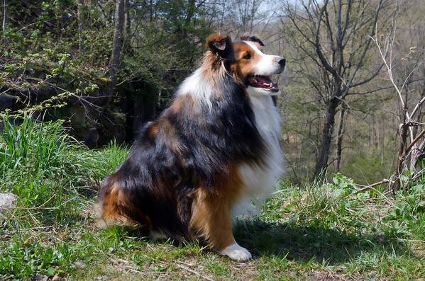 Collie Poster featuring the photograph Enjoying the view by Cheryl Cencich