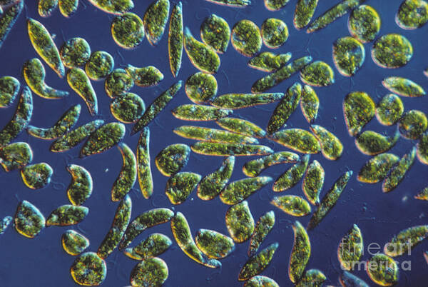Science Poster featuring the photograph Euglena Gracilis, Lm by Eric V. Grave