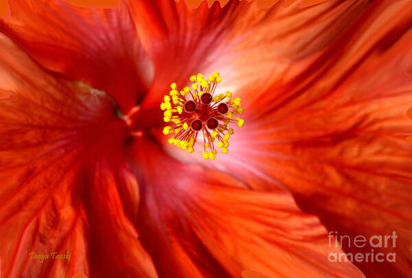 Orange Flower Poster featuring the photograph Explosive..... by Tanya Tanski