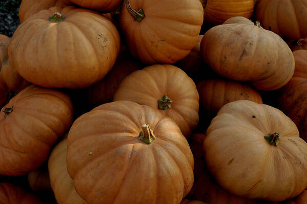 Food And Beverage Poster featuring the photograph Fall Bounty by LeeAnn McLaneGoetz McLaneGoetzStudioLLCcom