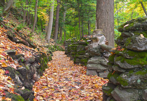 Autumn Poster featuring the photograph Fall Carpet by Cindy Haggerty