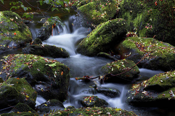 Devils Glen Poster featuring the photograph Fall Colors of the Vartry by Celine Pollard