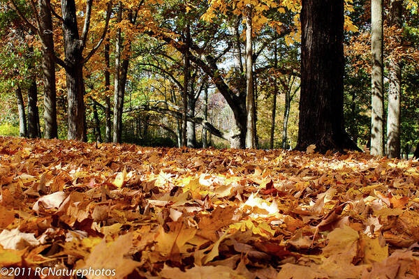 Autumn Poster featuring the photograph Fall on the Ground by Rachel Cohen