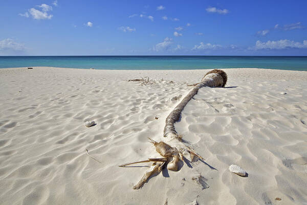 Aruba Poster featuring the photograph Fallen Palm Tree on a Caribbean White Sand Beach by David Letts