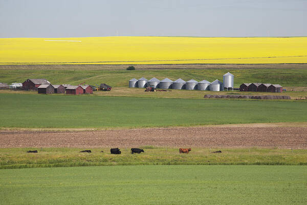 Alberta Poster featuring the photograph Farm Yard With Grain Bins Set Into by Michael Interisano