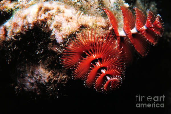 Feather Duster Worm Poster featuring the photograph Feather duster feeding 2 by Mike Nellums