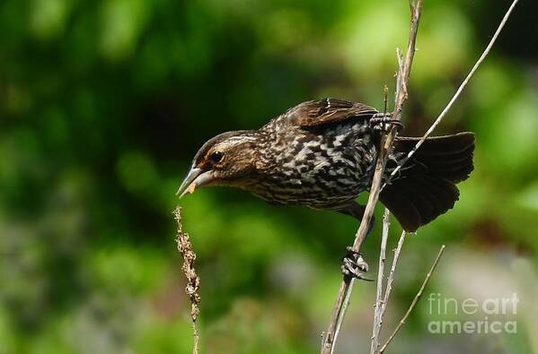 Bird Poster featuring the photograph Female Red Wing Blackbird by Elaine Manley