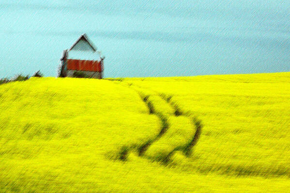 Field Poster featuring the photograph Field of Yellow by Aisha Karen Khan