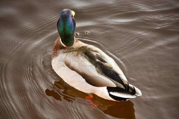 Fine Feathered Mallard Duck Photograph Poster featuring the photograph Fine Feathered Mallard Duck by Ann Murphy