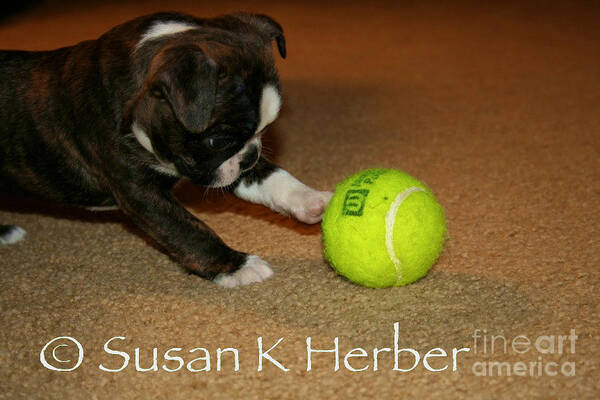 Boston Terrier Poster featuring the photograph First Ball by Susan Herber