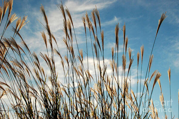 Grasses Poster featuring the photograph Flare to the Sky by Mark Dodd