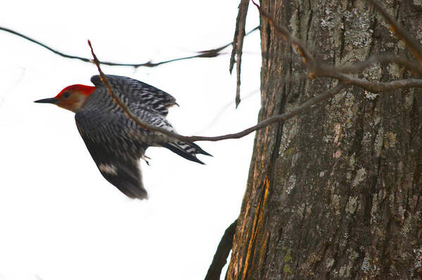 Woodpecker Poster featuring the photograph Flight of the Woodpecker by Brian Stevens