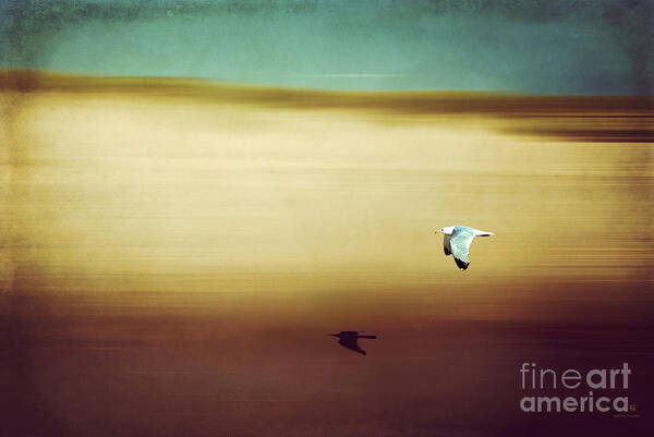 Seagull Poster featuring the photograph Flight Over The Beach by Hannes Cmarits