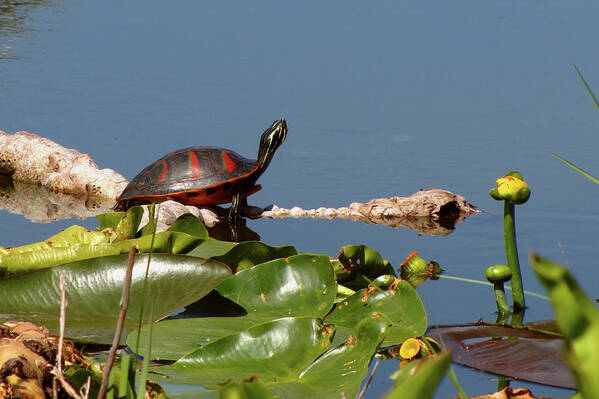 Nature Poster featuring the photograph Florida Redbelly Turtle by Peggy Urban