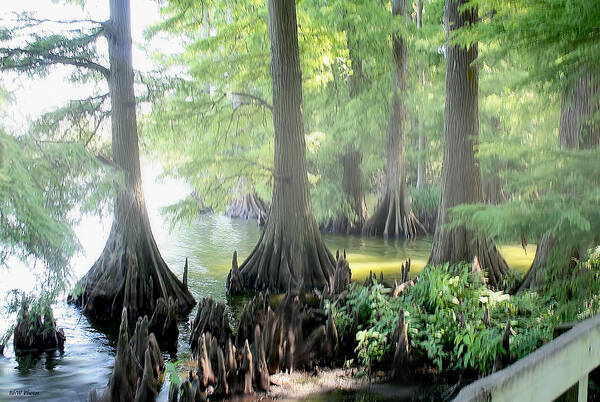 Reelfoot Lake Poster featuring the photograph Foggy Reelfoot Lake by Bonnie Willis