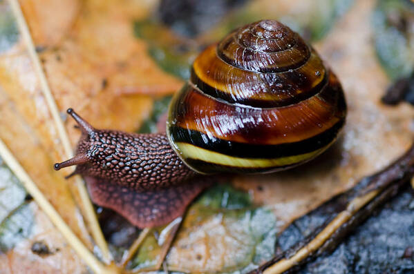 Snail Poster featuring the photograph Forest Dweller by Margaret Pitcher