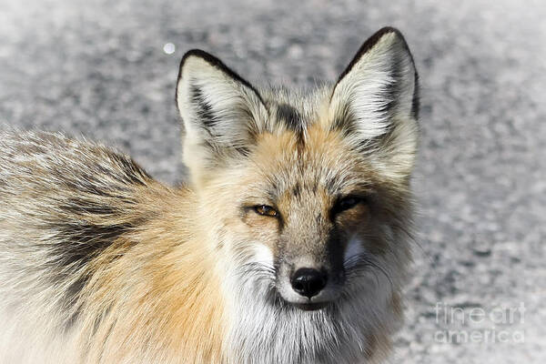 Animal Poster featuring the photograph Fox by Teresa Zieba