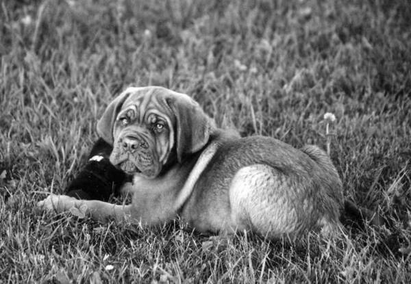 French Mastiff Poster featuring the photograph French Mastiff by Kay Novy