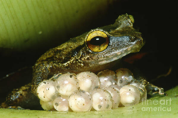 Mountain Coqui Poster featuring the photograph Frog Guarding His Eggs by Dante Fenolio