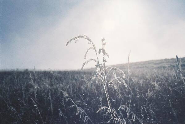 Frost Poster featuring the photograph Frozen In Time by Trent Mallett