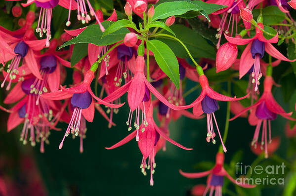 Plants Poster featuring the photograph Fuchsia Windchime Flowers by Alan and Linda Detrick and Photo Researchers